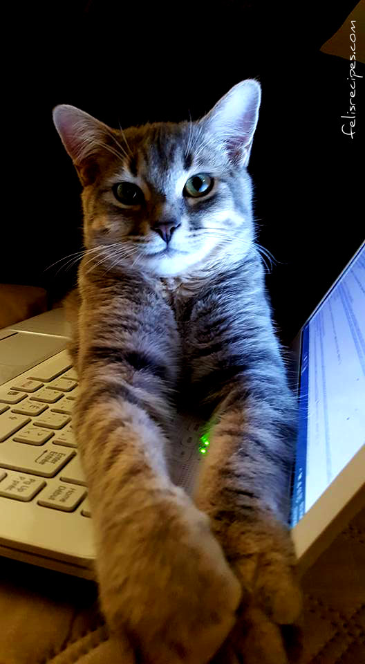 bebe-on-the-laptop-felisrecipes